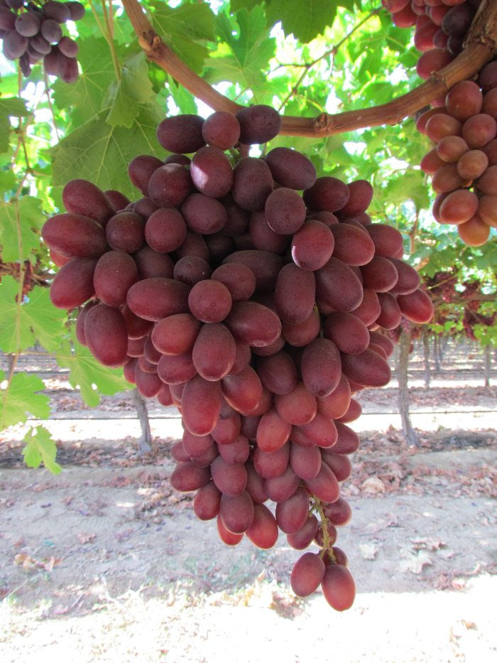 New varieties swell organic grape category